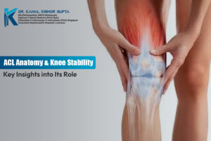 acl-anatomy-knee-stability